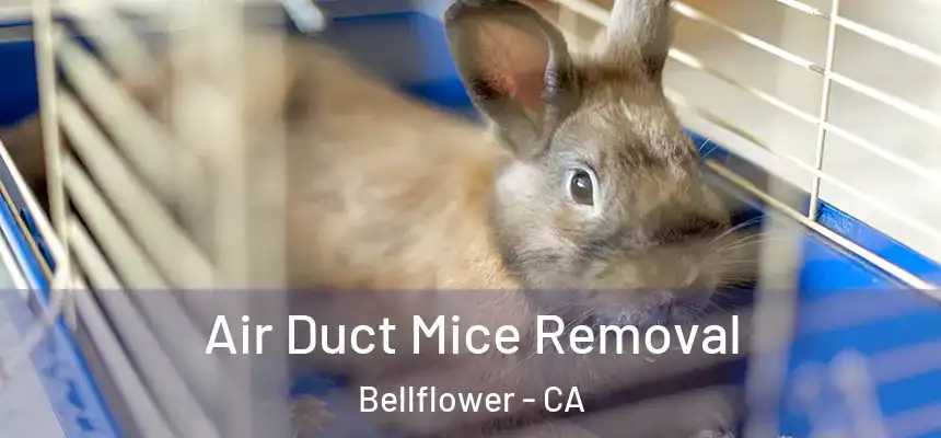Air Duct Mice Removal Bellflower - CA