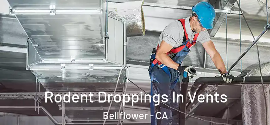  Rodent Droppings In Vents Bellflower - CA
